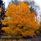 Herbstgold macht glücklich, aber nicht reich