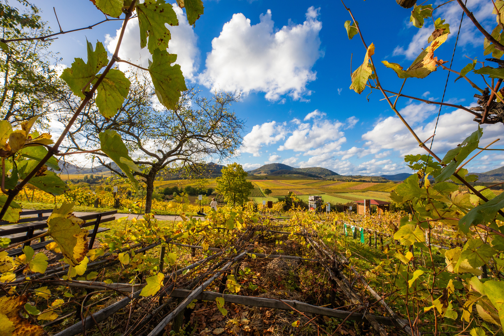 Herbstgold mit Durchblick