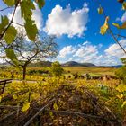 Herbstgold mit Durchblick