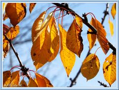 Herbstgold (mit Gedicht)