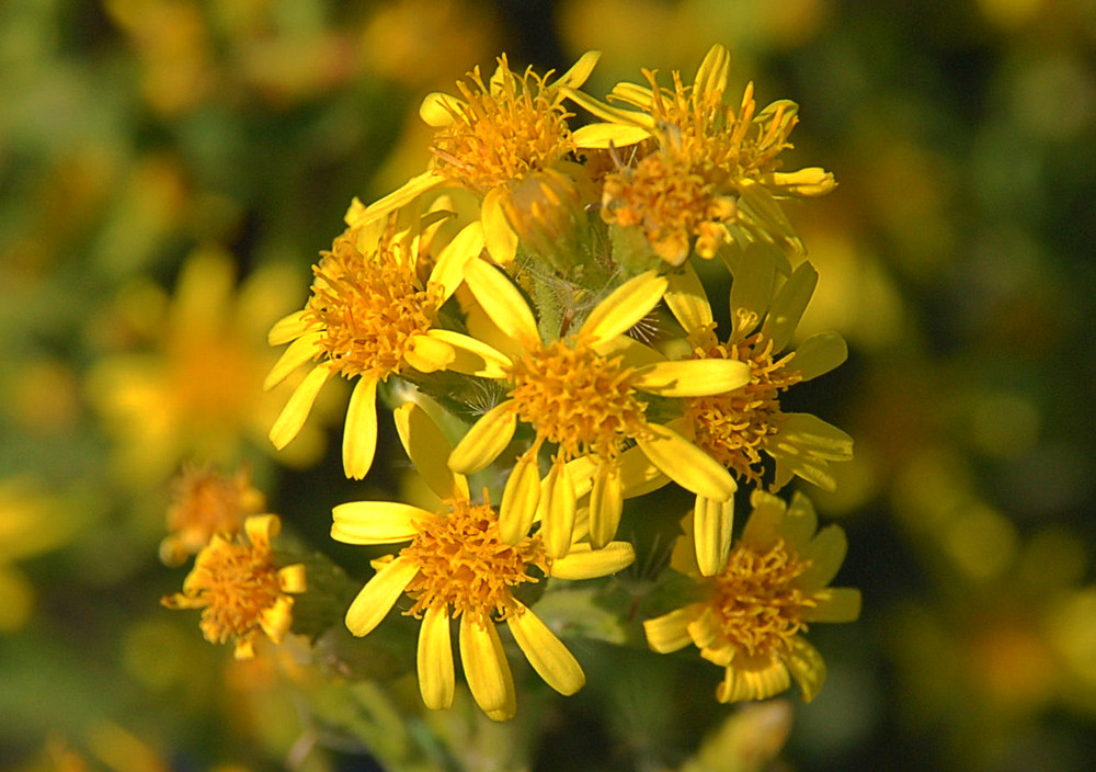 Herbstgold # Oro de otoño