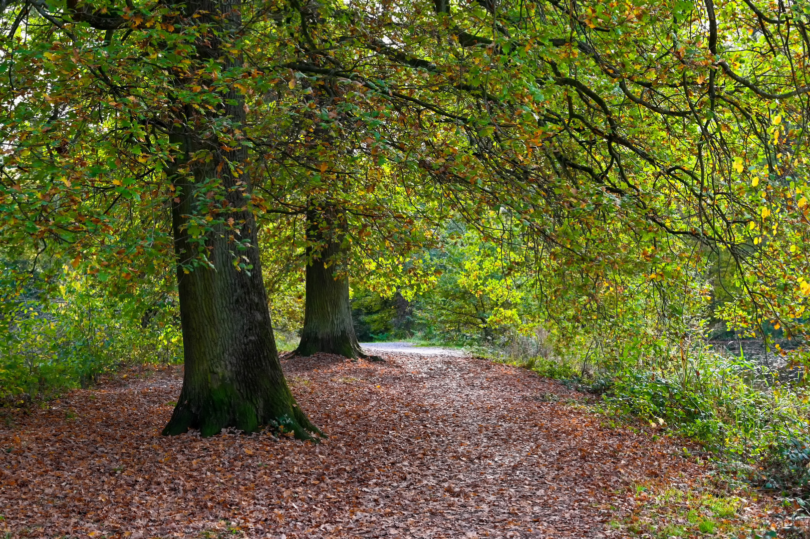 Herbstgold unter Eichen