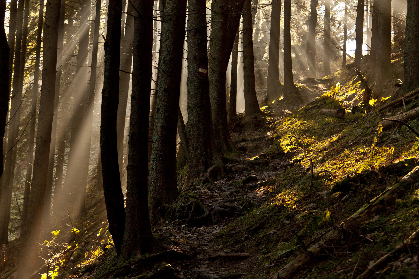 Herbstgold vor der Scharte