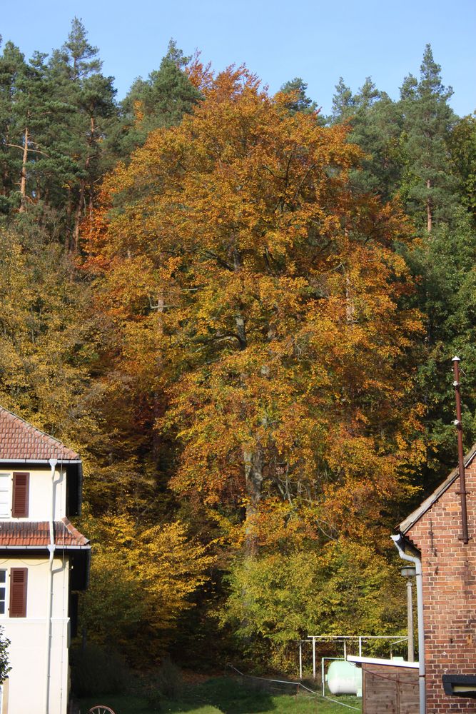 Herbstgold zwischen den Pensionshäusern