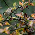 Herbstgoldhähnchen