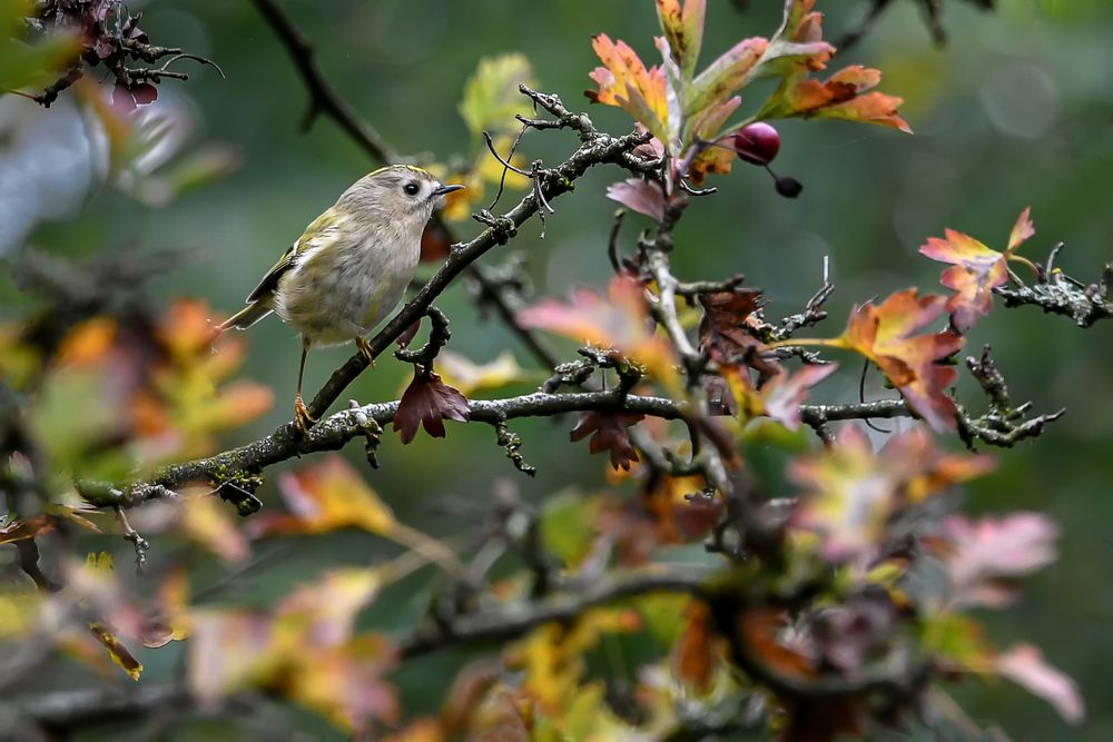 Herbstgoldhähnchen