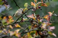 Herbstgoldhähnchen