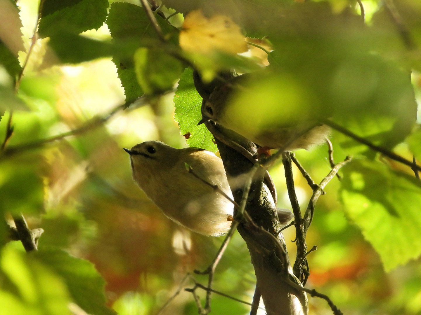 Herbstgoldhähnchen