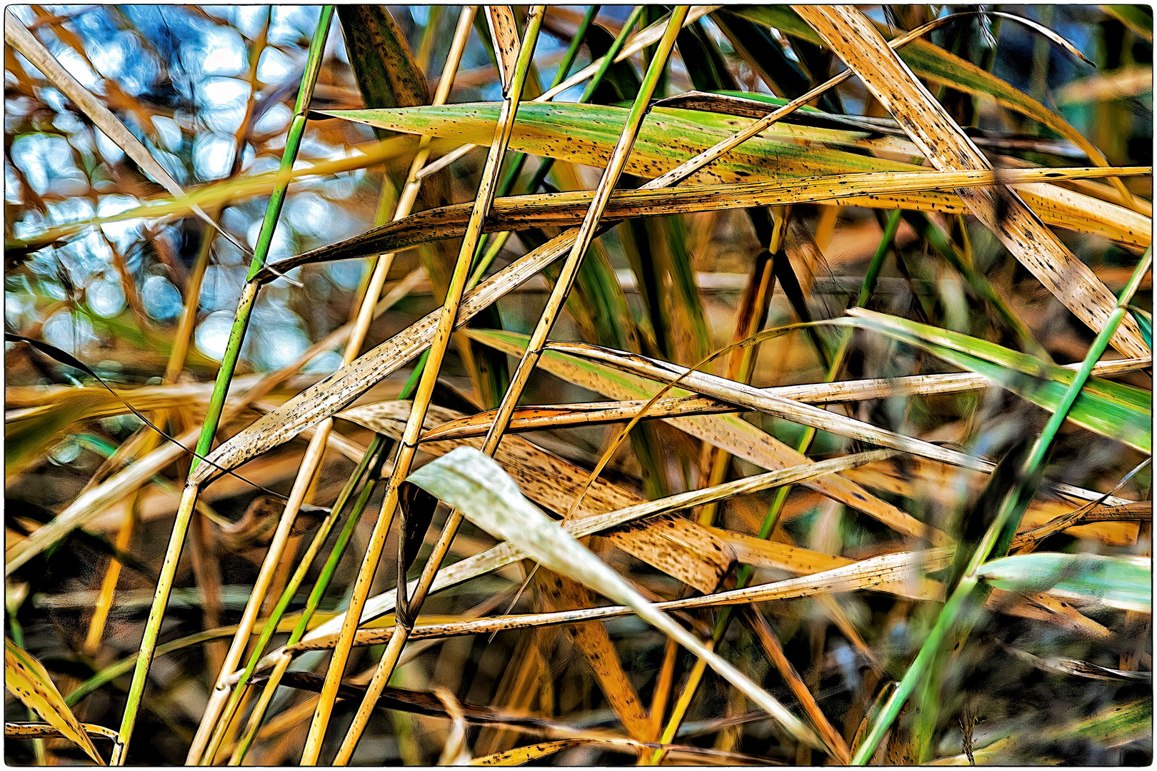 Herbstgräser