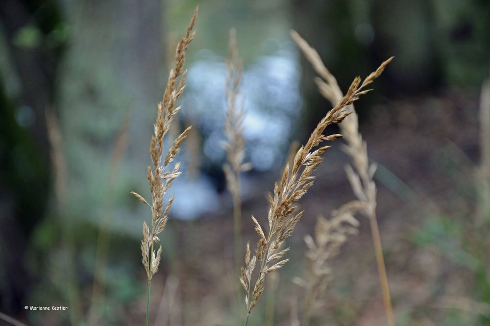 Herbstgräser...