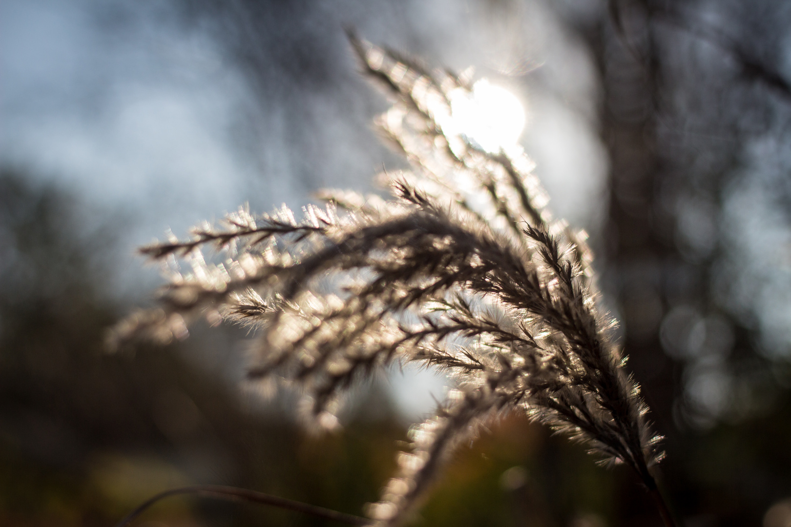 Herbstgräser im Gegenlicht