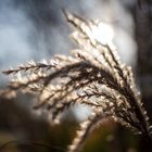 Herbstgräser im Gegenlicht