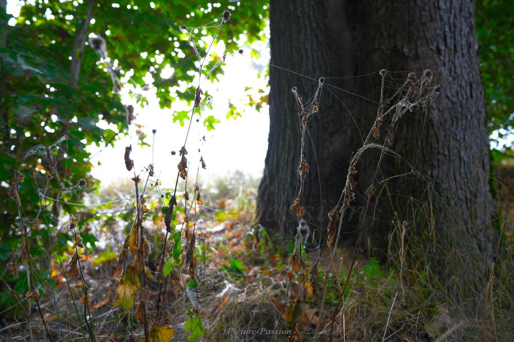 Herbstgräser im Morgenlicht