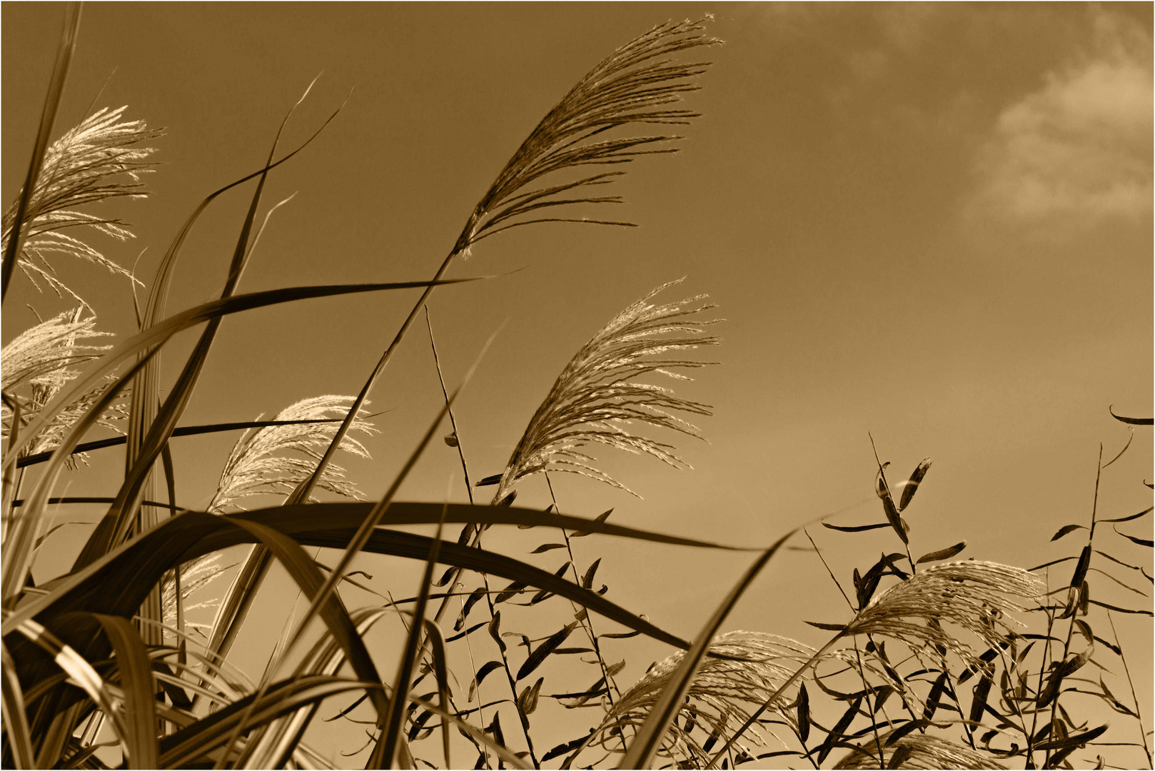 Herbstgräser im Wind....