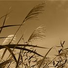 Herbstgräser im Wind....