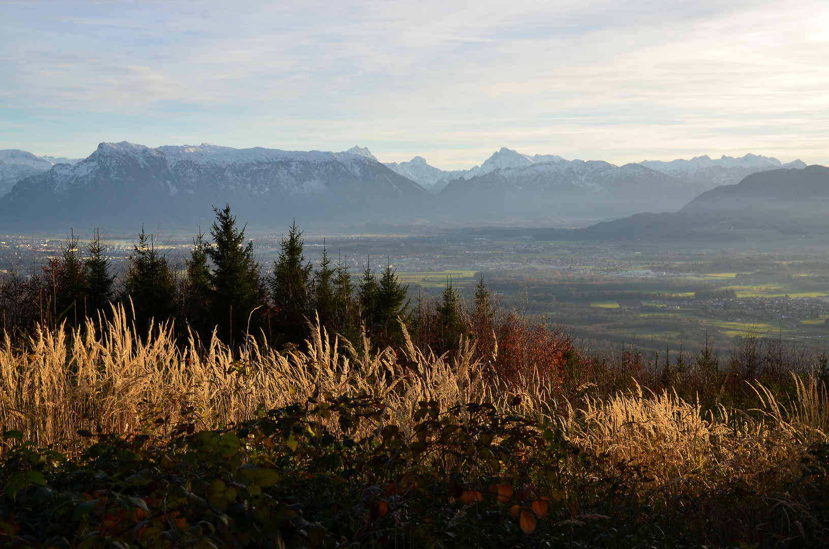 Herbstgräser leuchten (1)