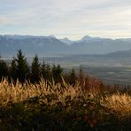 Herbstgräser leuchten (1)