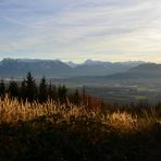 Herbstgräser leuchten (2)