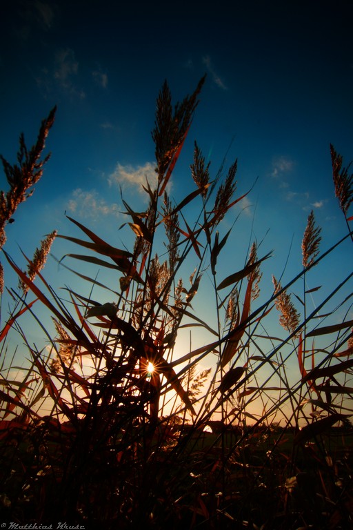 Herbstgras