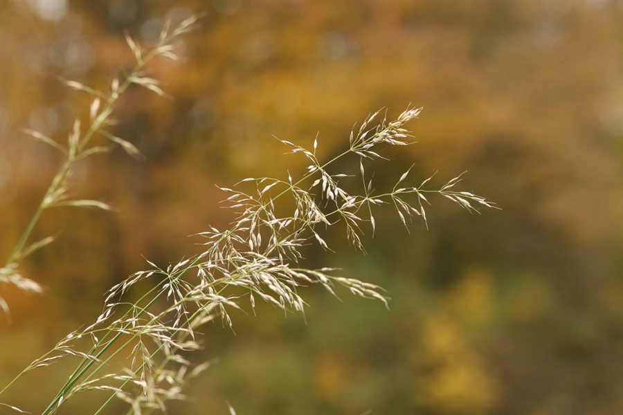 Herbstgras