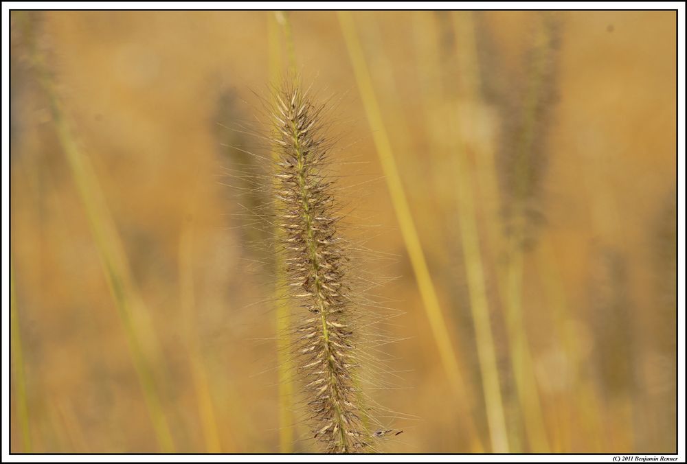 Herbstgras