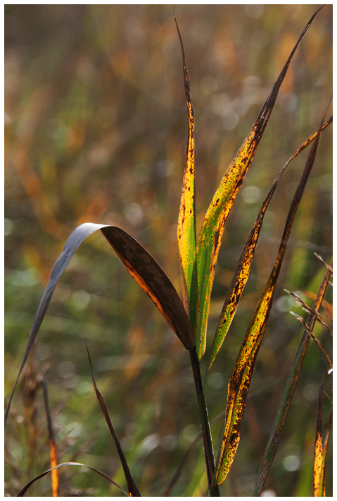 Herbstgras