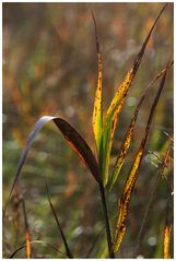 Herbstgras