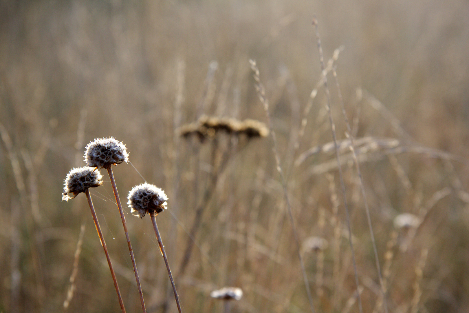 herbstgras