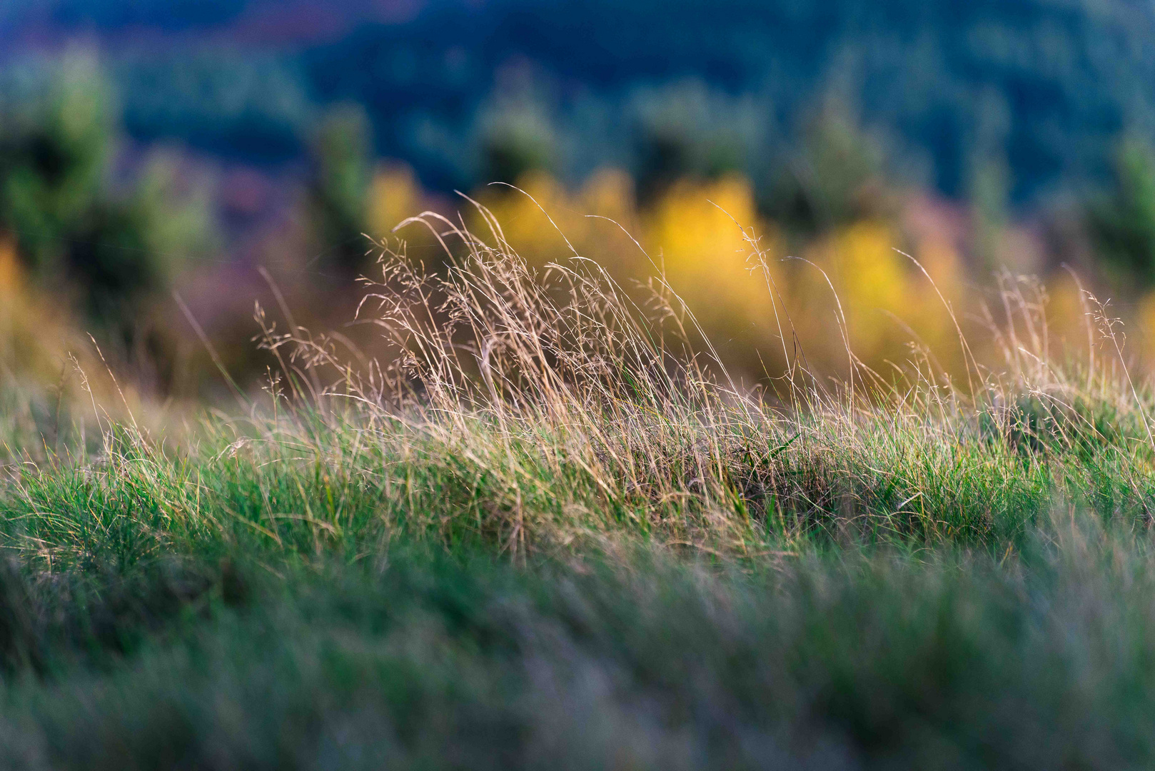 Herbstgras