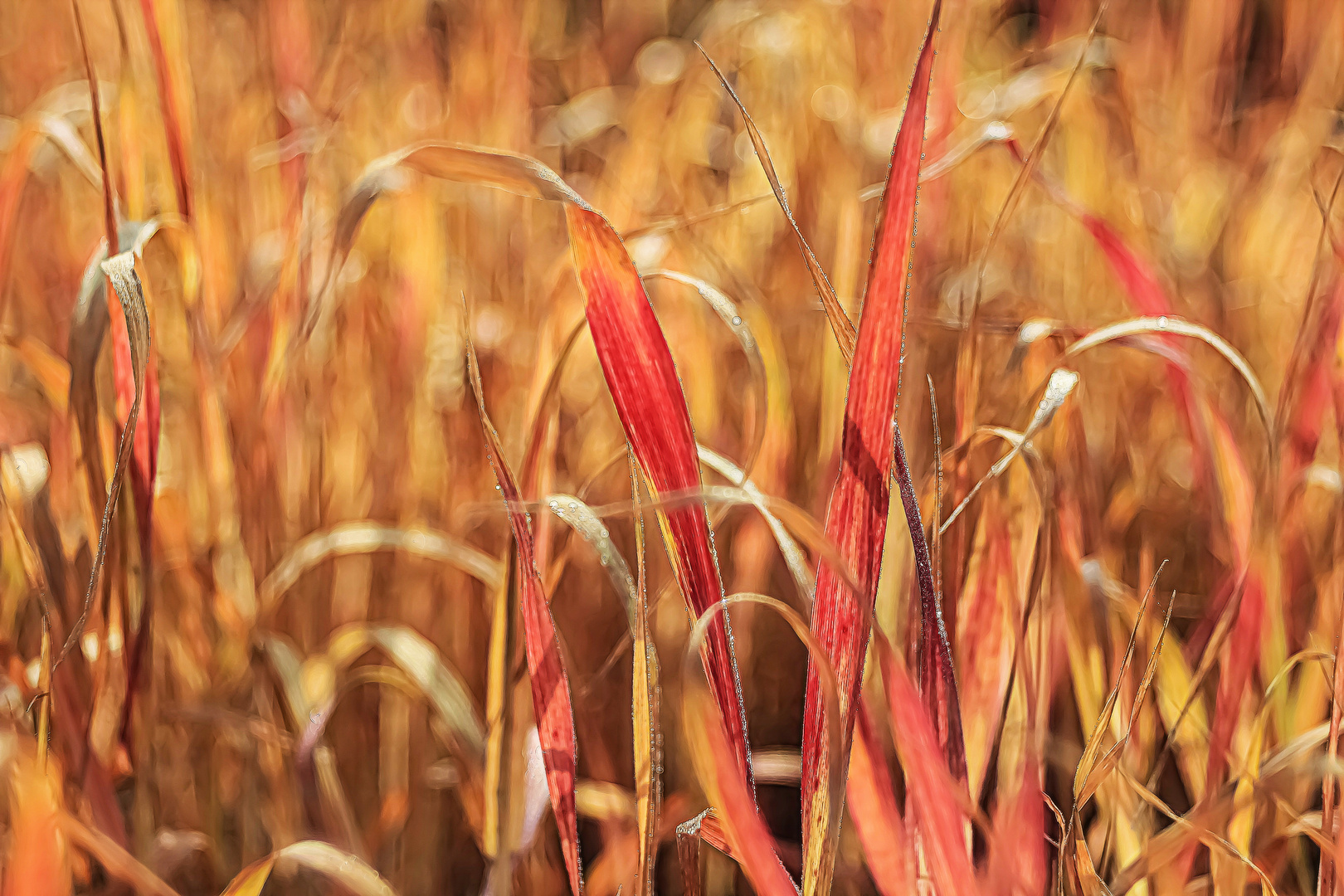 Herbstgras