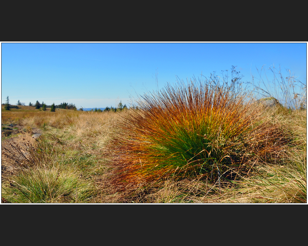 Herbstgras