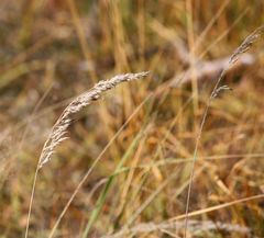 Herbstgras im Wind