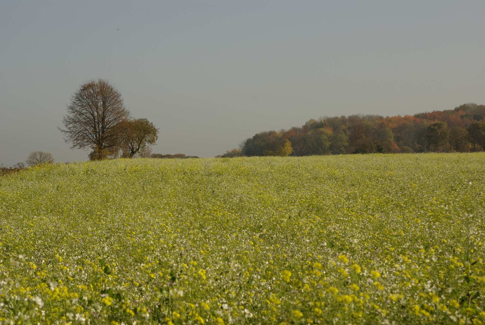 "Herbstgrün"