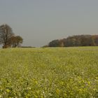 "Herbstgrün"