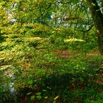 „ Herbstgrün "