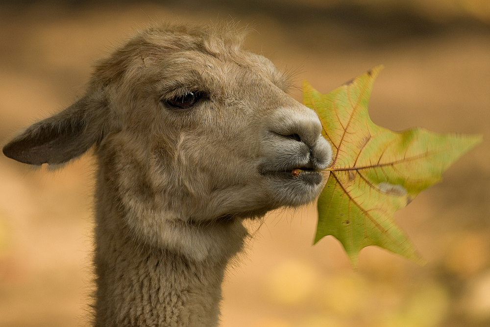 Herbstgrüße...