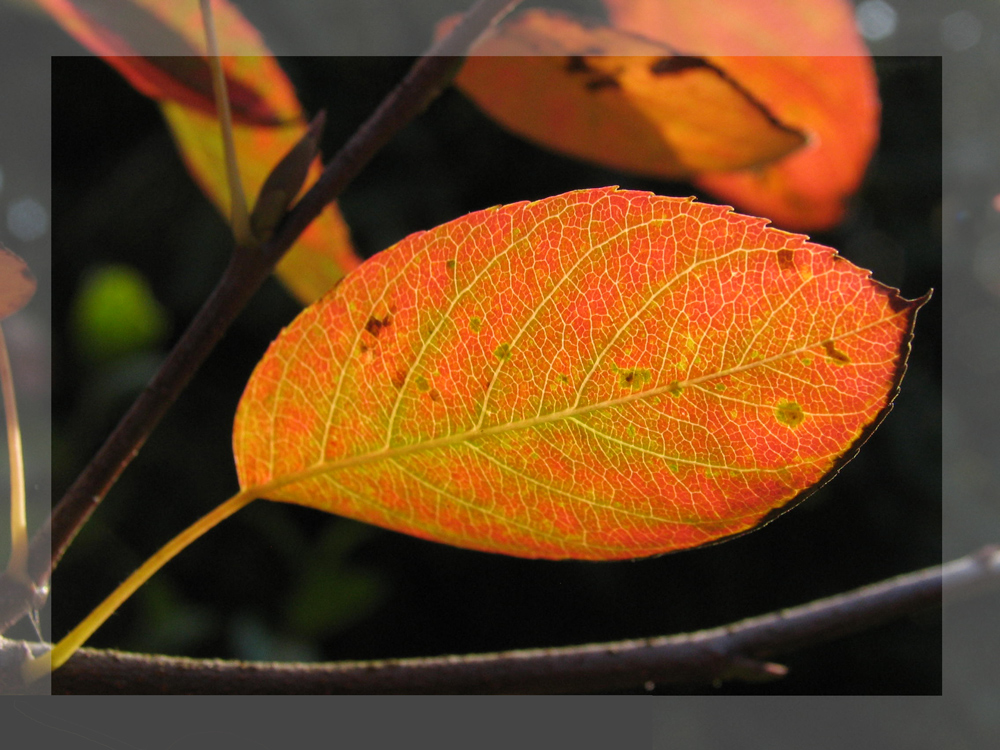 Herbstgrüße