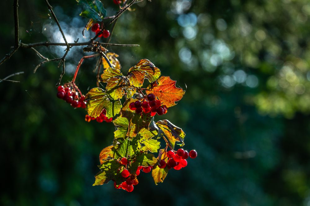 Herbstgrüße