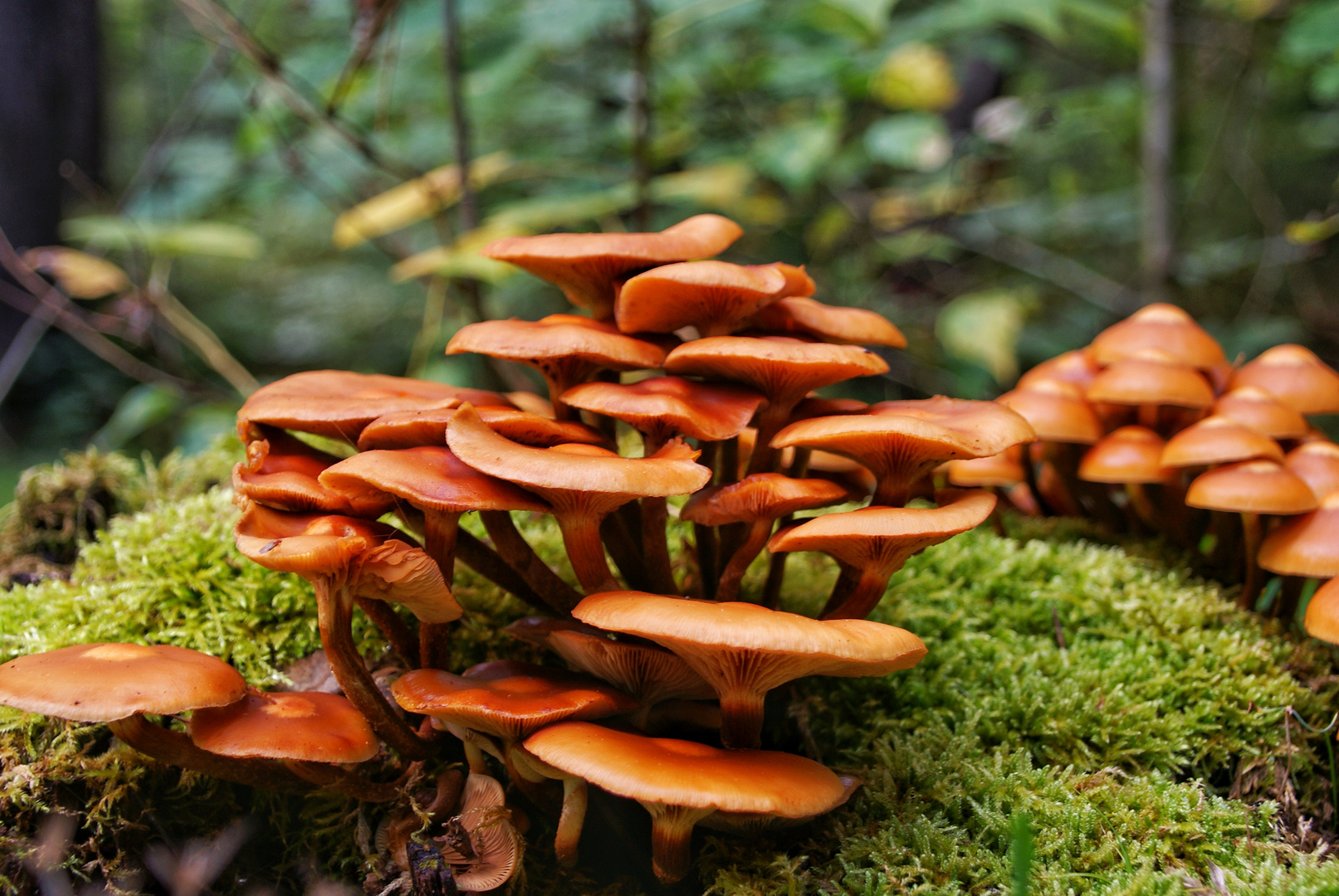 Herbstgrüße