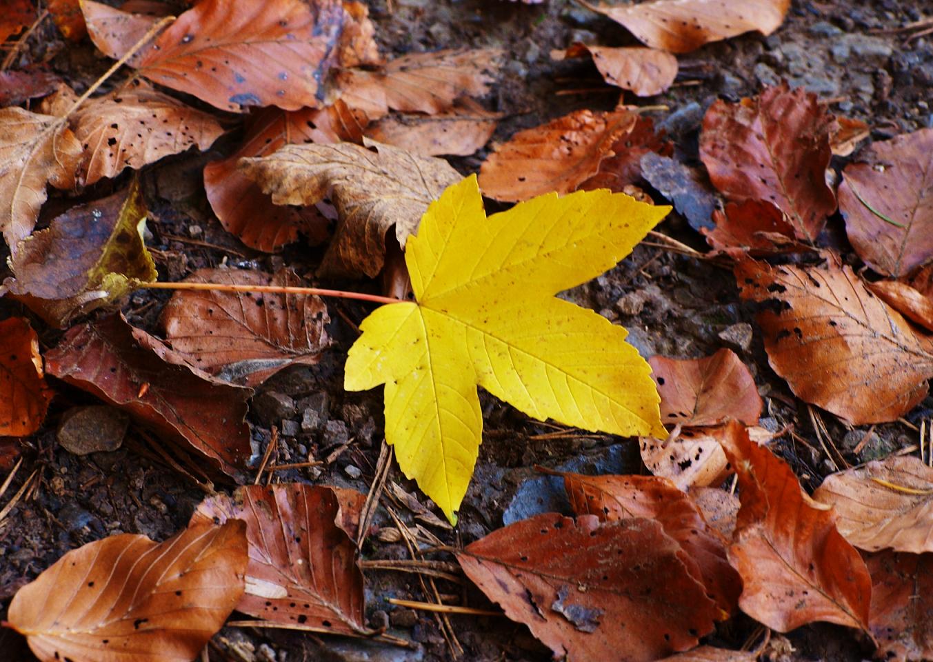 Herbstgrüße