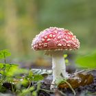 Herbstgrüße aus dem Erdreich