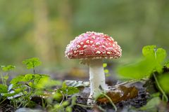 Herbstgrüße aus dem Erdreich