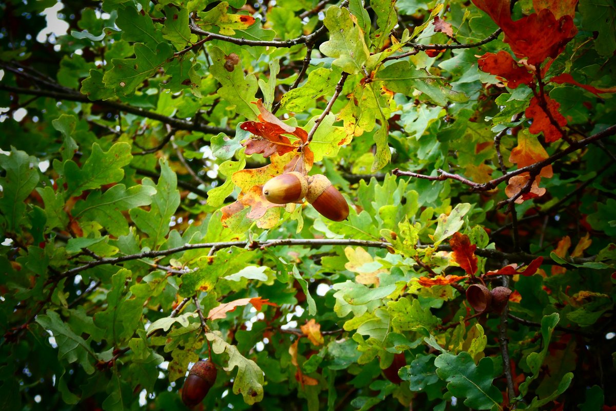 Herbstgrüße aus dem Kölner Königsforst