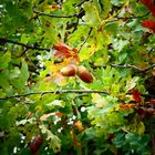 Herbstgrüße aus dem Kölner Königsforst