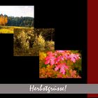 Herbstgruesse aus den Sacramento Mountains