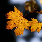 Herbstgrüße aus Wien