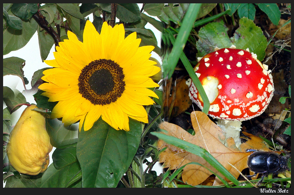 Herbstgrüße - eine Collage