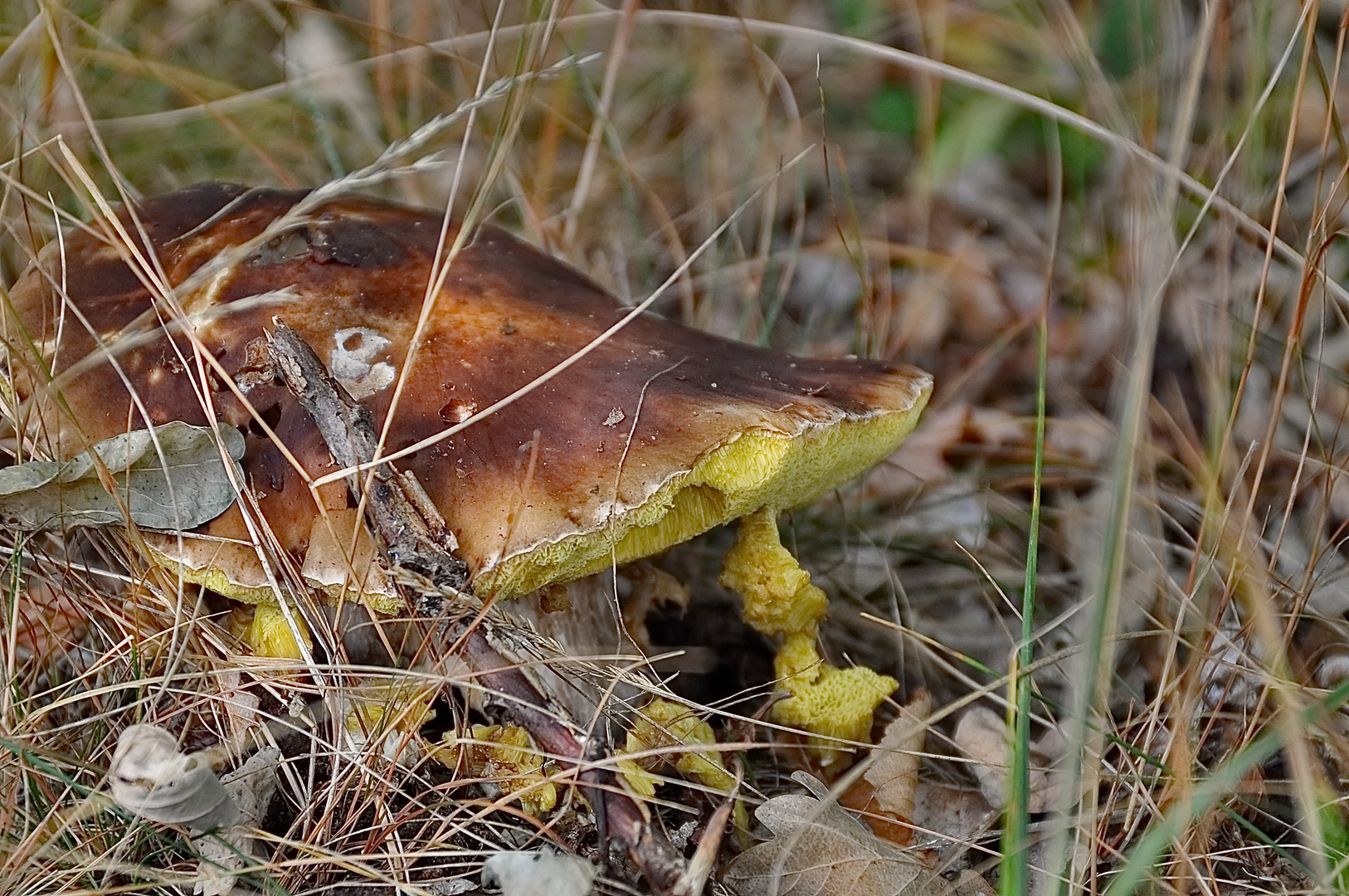 Herbstgrüße (I)