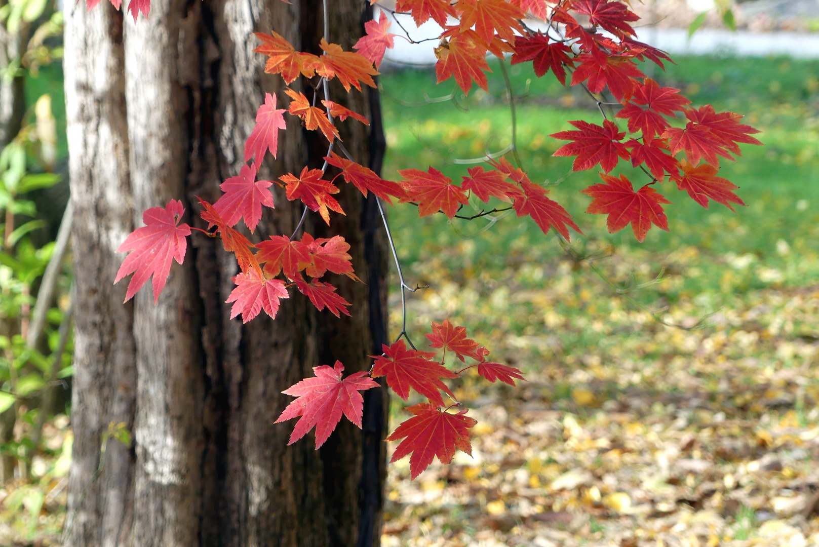 Herbstgruß