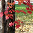 Herbstgruß